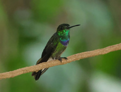 Polyerata rosenbergi