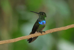 Polyerata rosenbergi