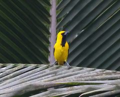 Icterus mesomelas
