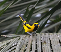 Icterus mesomelas