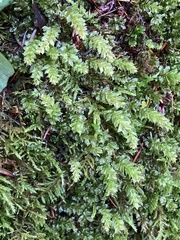 Plagiomnium venustum