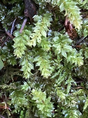 Plagiomnium venustum