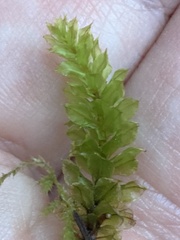 Plagiomnium venustum