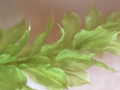 Plagiomnium venustum