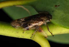 Pseudaphronella jactator