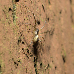 Pityohyphantes