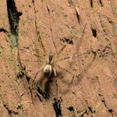 Pityohyphantes