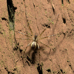 Pityohyphantes