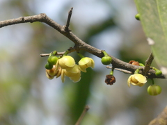 Sageraea laurina