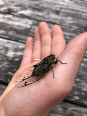 Cicadoidea