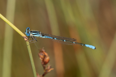 Austroagrion cyane