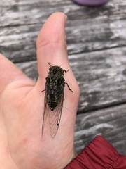 Cicadoidea