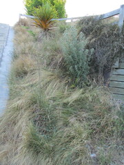 Poa cita