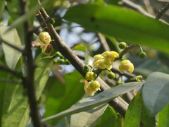 Sageraea laurina
