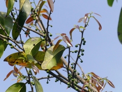 Sageraea laurina