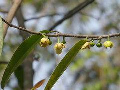 Sageraea laurina