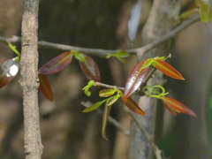 Sageraea laurina