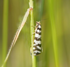 Paracochylis amoenana