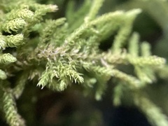Claopodium