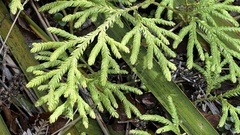 Lycopodium volubile
