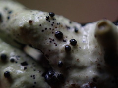 Abrothallus prodiens