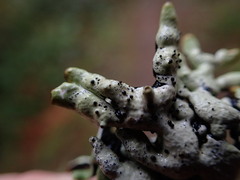 Abrothallus prodiens