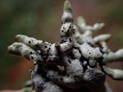 Hypogymnia enteromorpha