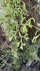 Lycopodium volubile