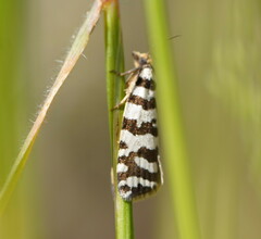 Paracochylis amoenana