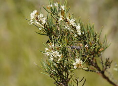 Hakea microcarpa