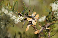 Hakea microcarpa
