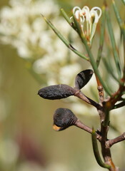 Hakea microcarpa