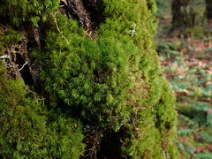 Dicranum fuscescens