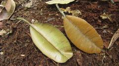 Calophyllum longifolium