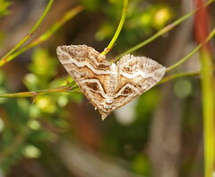 Melitulias graphicata