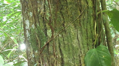 Calophyllum longifolium