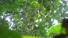 Calophyllum longifolium