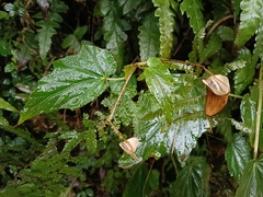 Begonia formosana