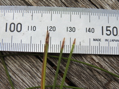 Lomandra multiflora