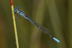 Austroagrion cyane