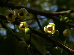 Sageraea laurina
