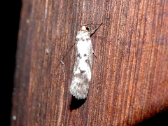 Philobota partitella
