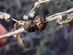 Asphondylia atriplicis