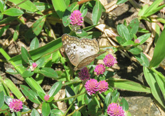 Anartia jatrophae
