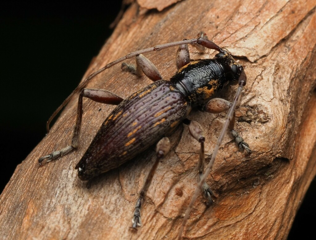 Xylotoles