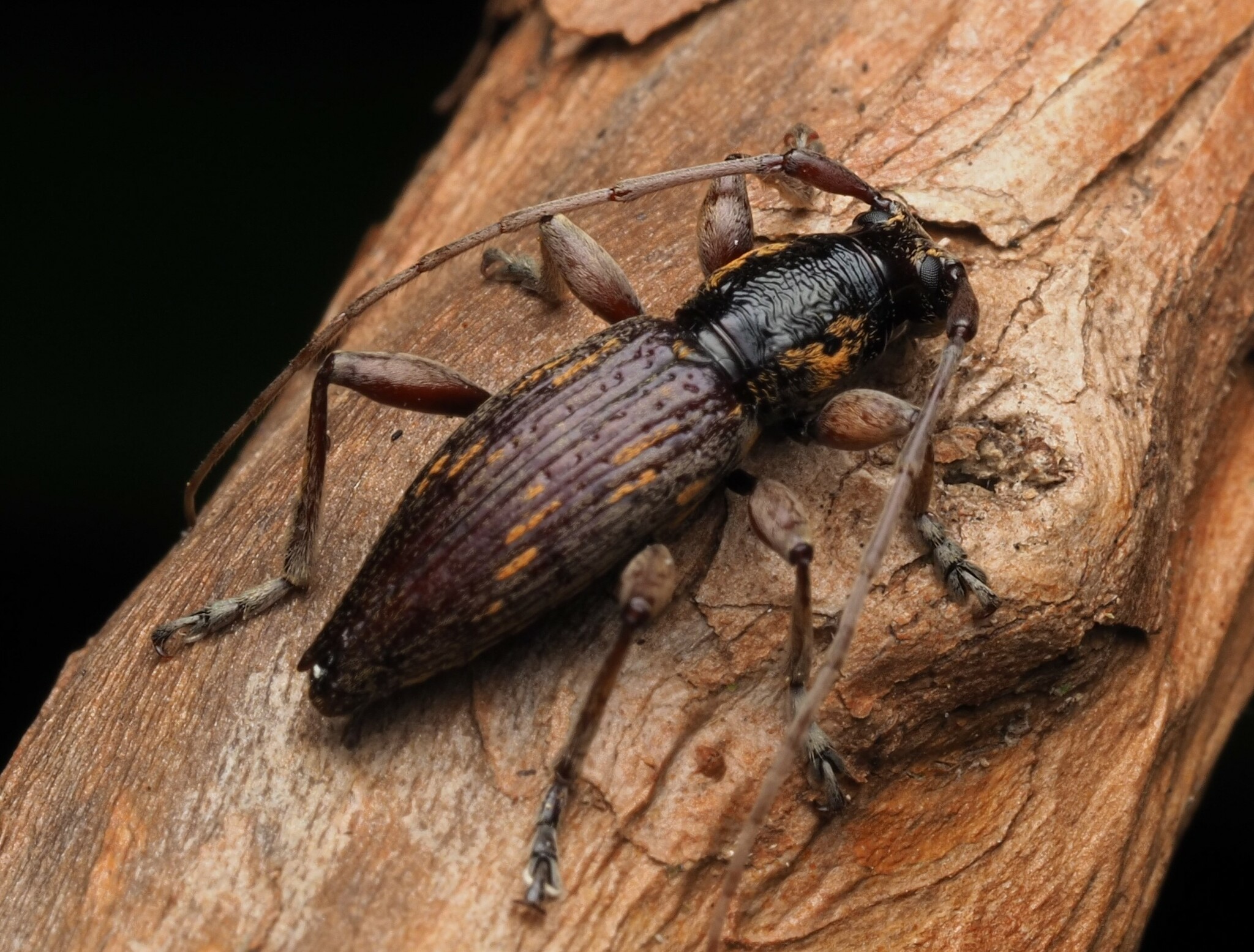 Genus Xylotoles · iNaturalist