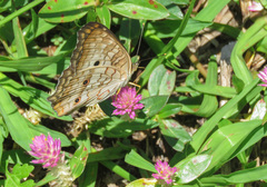 Anartia jatrophae