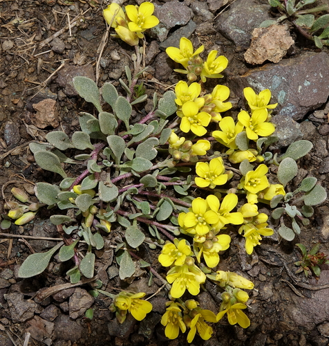silver twinpod (Physaria scrotiformis)