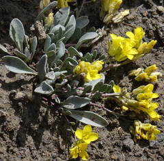 Physaria scrotiformis