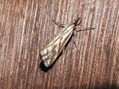 Hednota pleniferellus